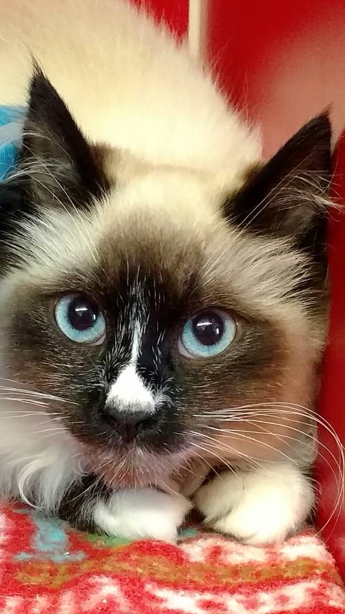 BOLT - an adorable snowshoe Siamese kitten. He has medium long fur, and is about 4 months old.